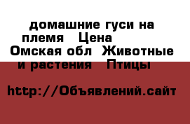 домашние гуси на племя › Цена ­ 1 000 - Омская обл. Животные и растения » Птицы   